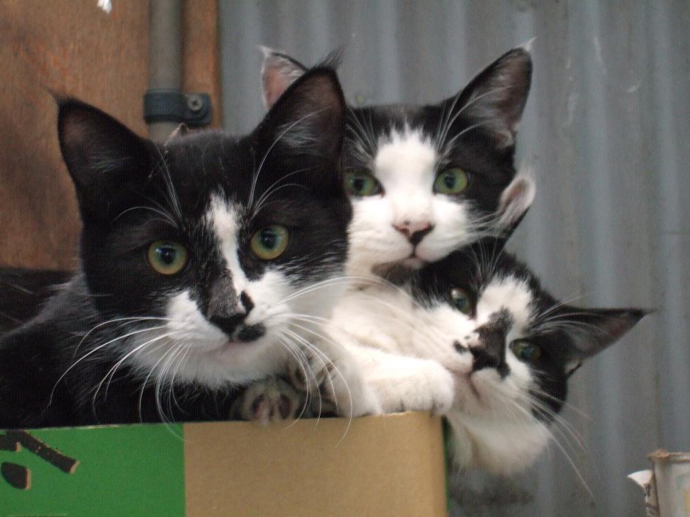 3 cats in a box