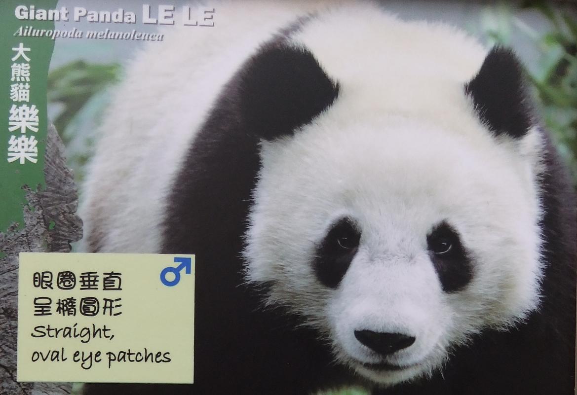 Giant Panda Le Le