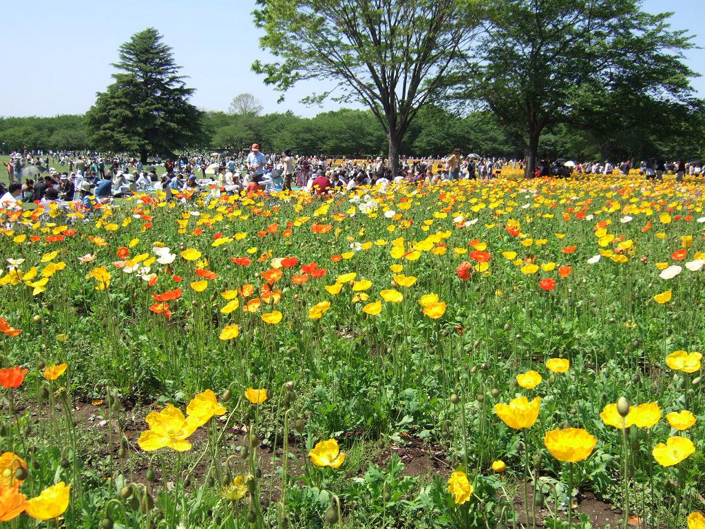 昭和記念公園 ポピー花畑